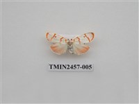 藏品(二斑叉紋苔蛾)的圖片